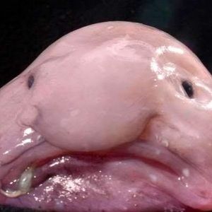 Meet your Posher, Gracen